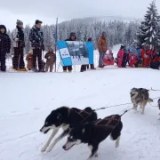 Course de chiens de traineaux