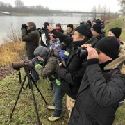 Découvrir les oiseaux hivernants sur le Rhin