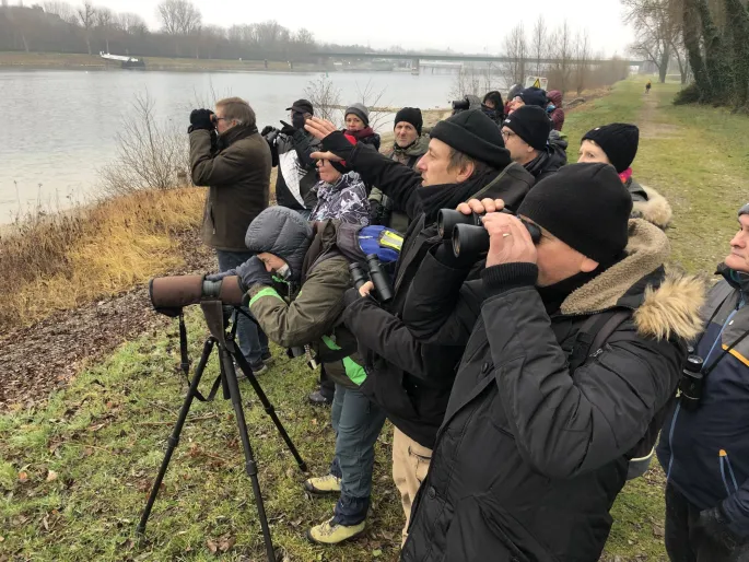 Découvrir les oiseaux hivernants sur le Rhin