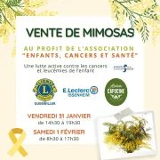 Vente de mimosas