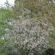 La Réserve Naturelle Régionale de l'EIBLEN-ILLFELD à REGUISHEIM 