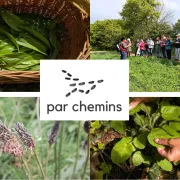 Balade-découverte des plantes sauvages comestibles (La Prévalaye, Rennes)