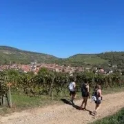 Marche Gourmande au Domaine du Bollenberg