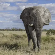 Du bourdon à l\'éléphant