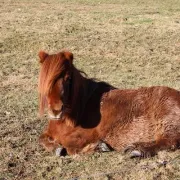 Les vacances d’hiver à la Ferme d’Argentin