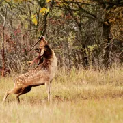 «Fascinante vie sauvage »