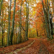 Rando du jeudi en forêt de Roumare (10 kms)