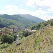 Balade & dégustation de 3 vins Grand Cru du Rangen