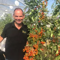 Un plant de tomates cerises à planter dans le jardin DR