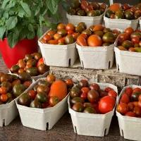 Bientôt, de belles tomates à cueillir dans votre jardin DR