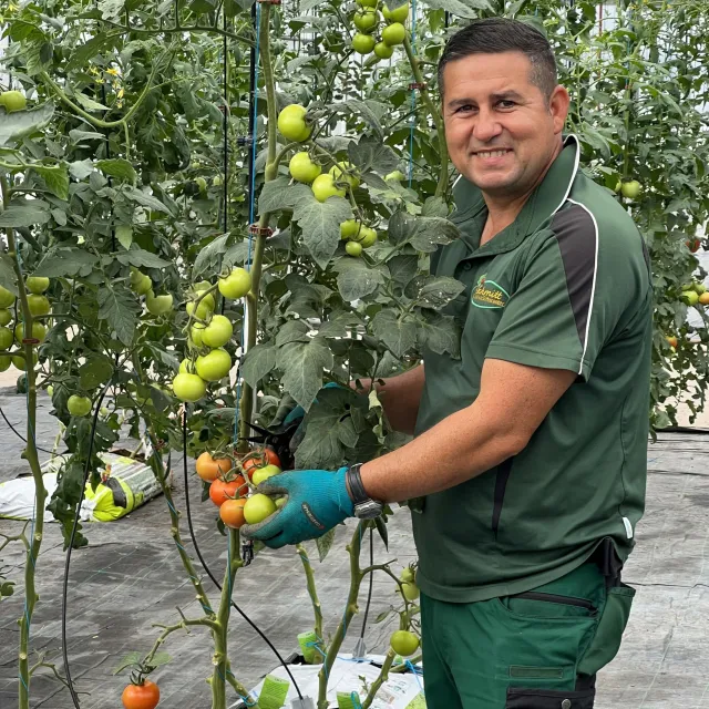 Un beau plant de tomates pour votre jardin