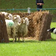 42ème Fête des Bergers