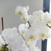 4ème édition de l\'Exposition d’Orchidées