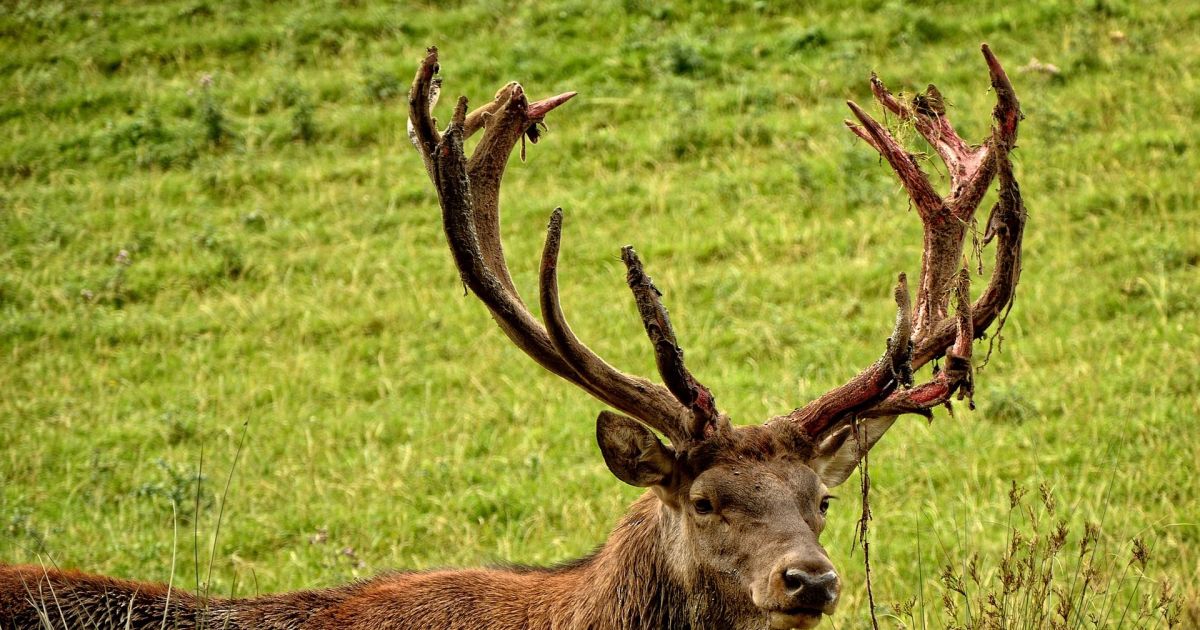 Découvrir les animaux sauvages d'Alsace