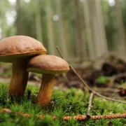 A la chasse aux champignons