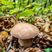 A la découverte des champignons d\'automne