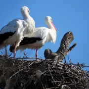 A la découverte des cigognes blanches