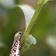 A la découverte des papillons de nuit à la Ferme de Chey à Niort
