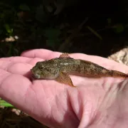 à La Découverte Des Poissons Migrateurs Du Fleuve Hérault - Fête De La Science