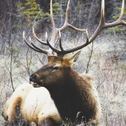 A La Découverte Du Brame Du Cerf