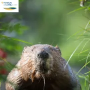 A la découverte du Castor