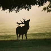 À la rencontre du peuple de la nuit et du brâme du cerf