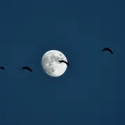 Accueil naturaliste sur les grues (gratuit, sans inscription)