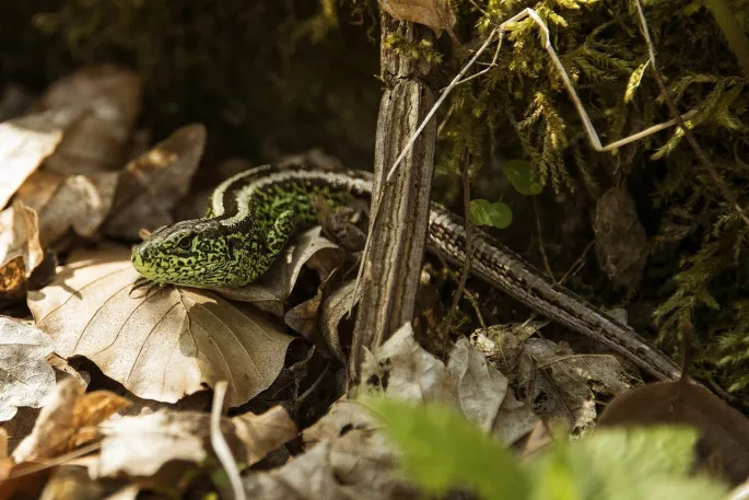 Accueil posté : spécial reptiles