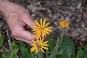 La cueillette des fleurs d'arnica