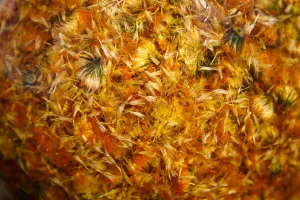 Des fleurs d'arnica en cours de macération 