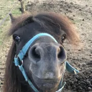 Animation avec les poneys