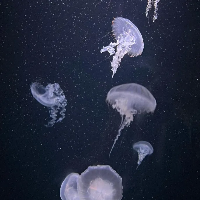 Aquarium De Paris