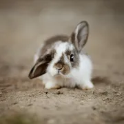 Atelier bien-être animal