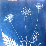 Atelier cyanotype - Journées photographiques du Val d\'Ocre 6e édition