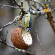 Atelier De l'oiseau à la boule de graines