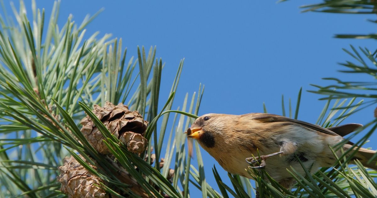 Atelier Life Les oiseaux des Alpilles Orgon 2025 date, horaires