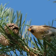 Atelier Life - Les oiseaux des Alpilles