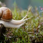 Atelier nature de 3 à 6 ans : Les escargots