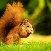 Atelier nature enfants : Abri à écureuils