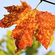 Atelier nature pour les moins de 3 ans : Les tout-petits en sortie