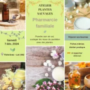 Atelier plantes sauvages, pharmacie familiale avec Caroline Calendula