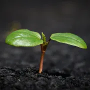 Atelier pour artistes en herbe : fête de la nature