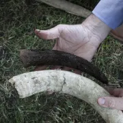 Atelier sensibilisation à la biodynamie dans les vignes et dans le vin