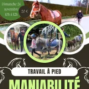 Atelier : travail a pied et maniabilité avec le cheval