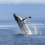 Ateliers d’éveil « Cap sur les baleines »