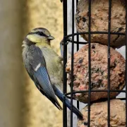 Ateliers enfants : un petit oiseaux en hiver