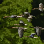 Au plus près des migrateurs