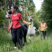 Balade avec les lamas