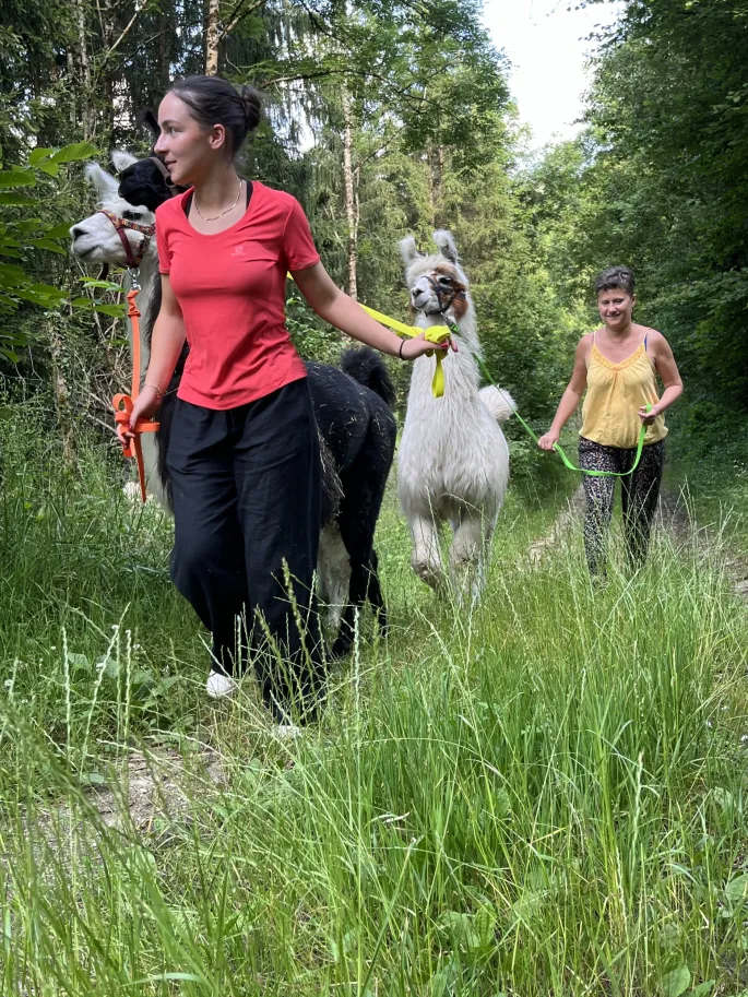 Balade avec les lamas