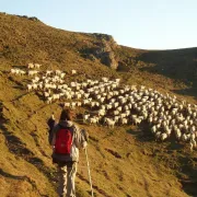 Balade avec un berger à Iraty